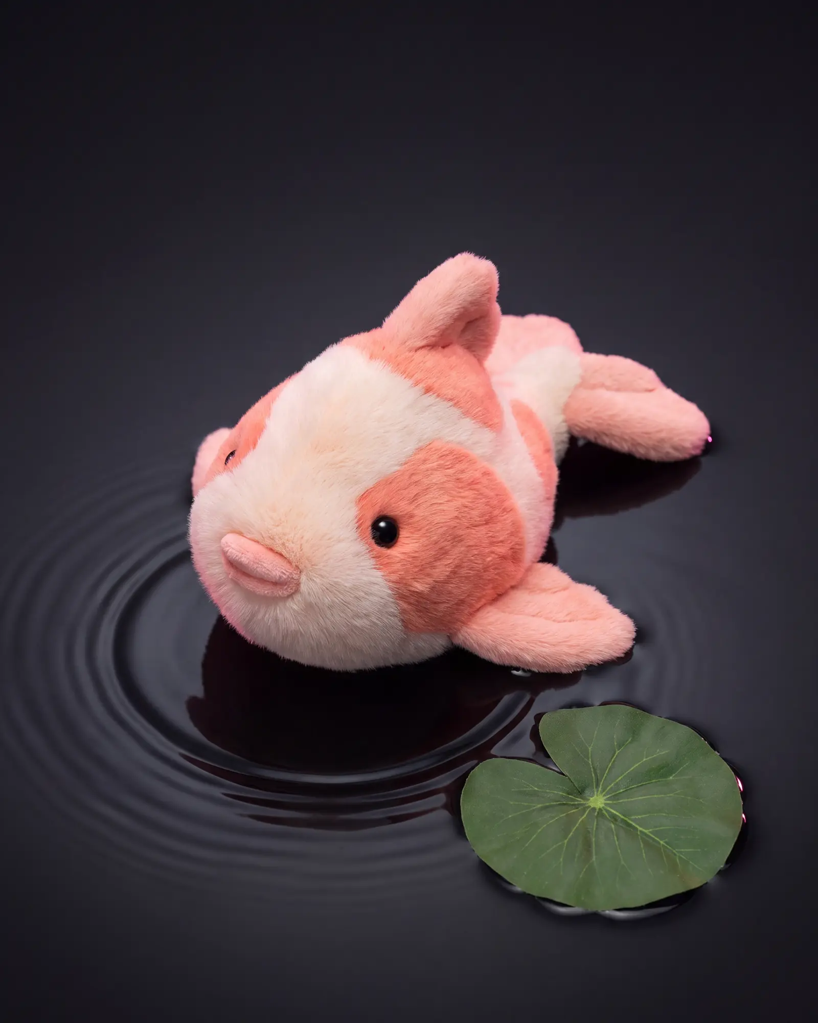 Fancy Carp, a second view.