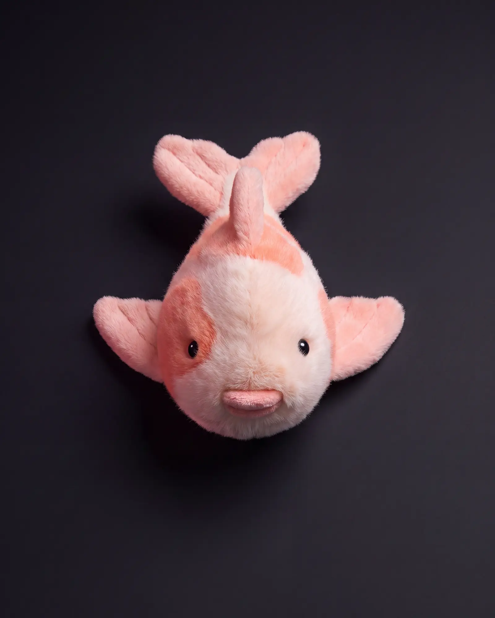 Fancy Carp on a dark studio background.