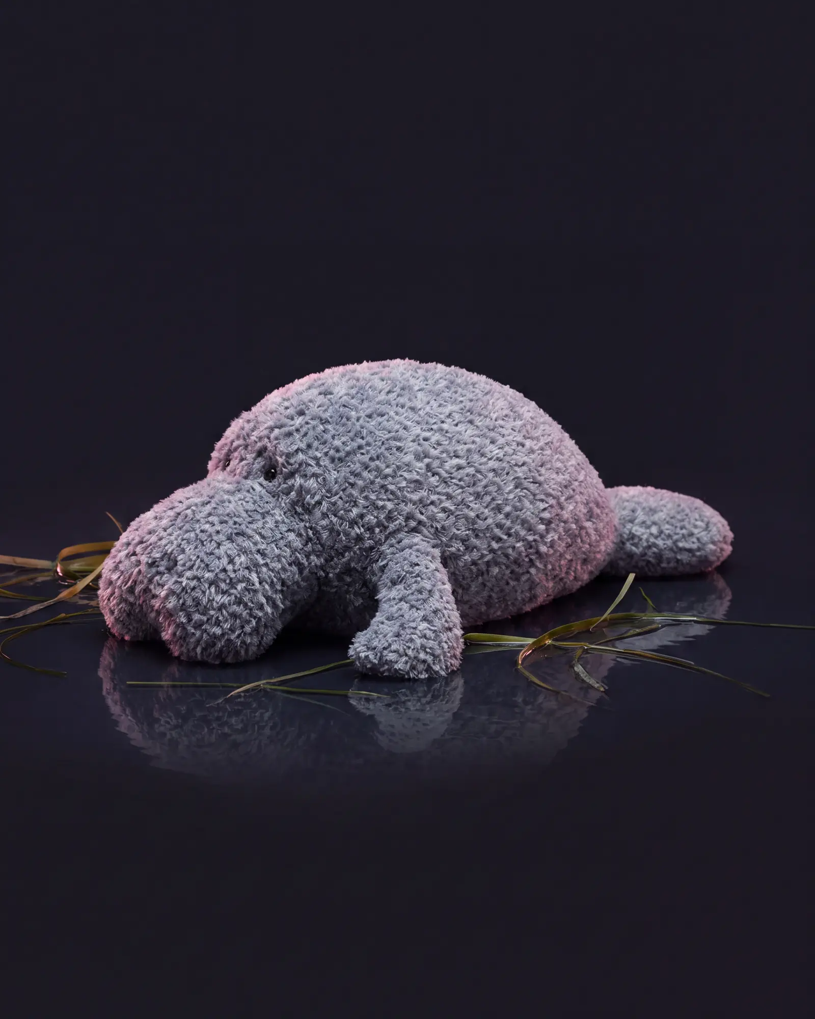 Maffles Manatee, a second view.